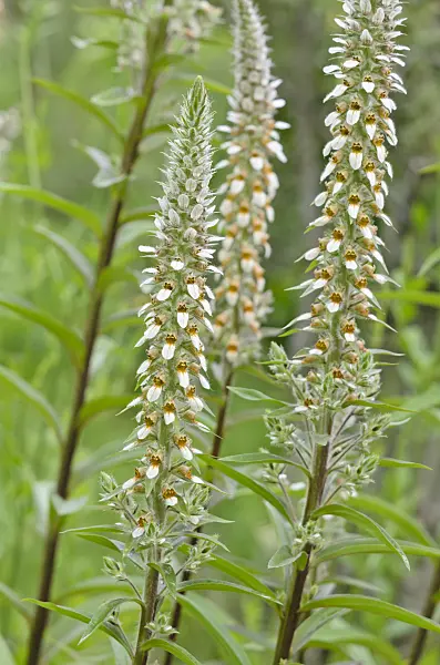 534011 - Foxglove (Digitalis leucophaea)