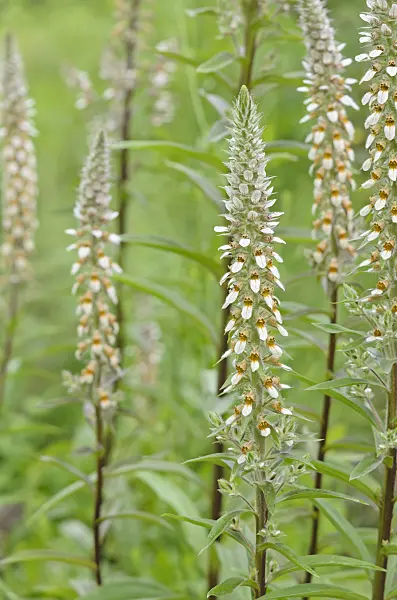 534012 - Foxglove (Digitalis leucophaea)