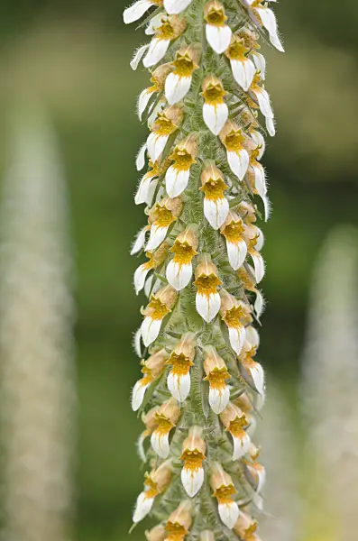 534013 - Foxglove (Digitalis leucophaea)