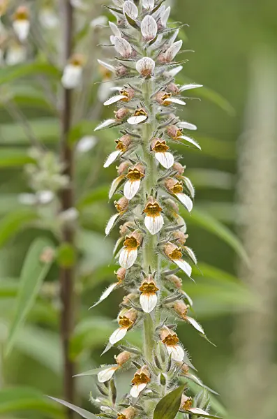 534014 - Foxglove (Digitalis leucophaea)