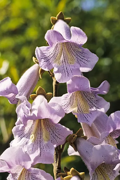 378053 - Foxglove tree (Paulownia tomentosa)