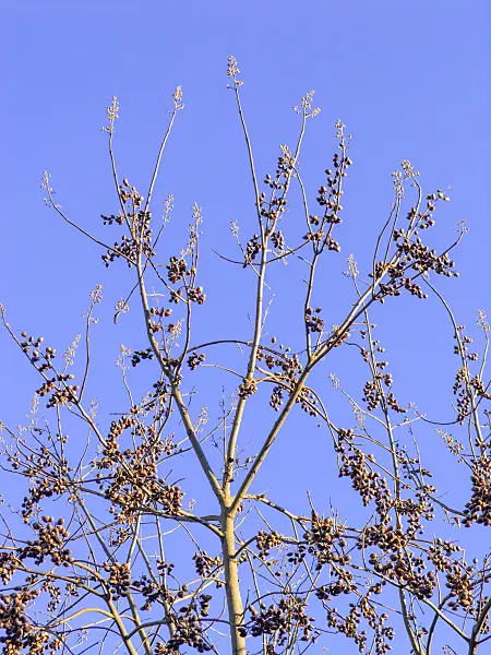 431097 - Foxglove tree (Paulownia tomentosa)