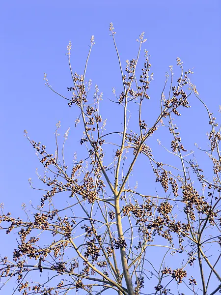 431098 - Foxglove tree (Paulownia tomentosa)