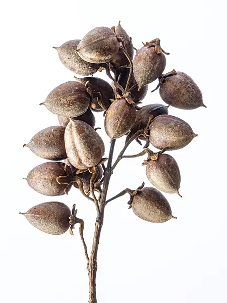 432159 - Foxglove tree (Paulownia tomentosa)