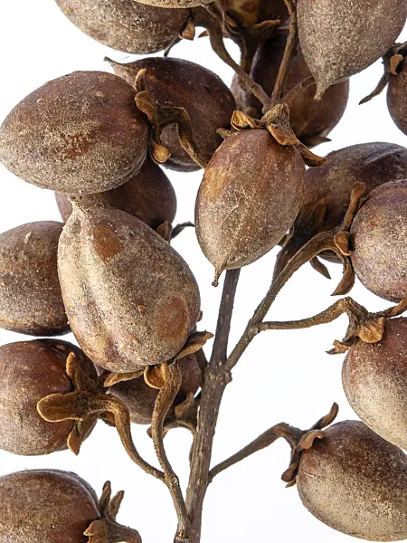 432161 - Foxglove tree (Paulownia tomentosa)
