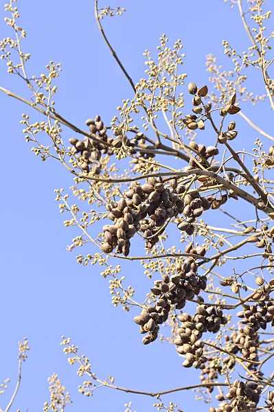 466094 - Foxglove tree (Paulownia tomentosa)