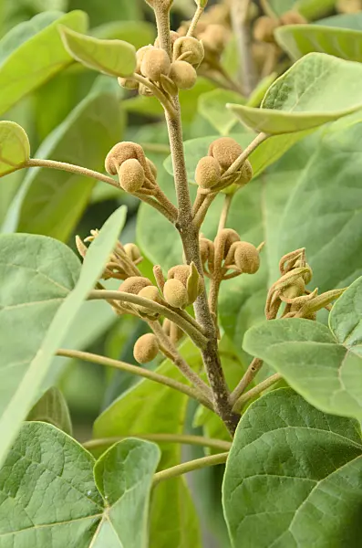 499153 - Foxglove tree (Paulownia tomentosa)