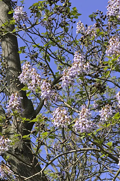 520242 - Foxglove tree (Paulownia tomentosa)