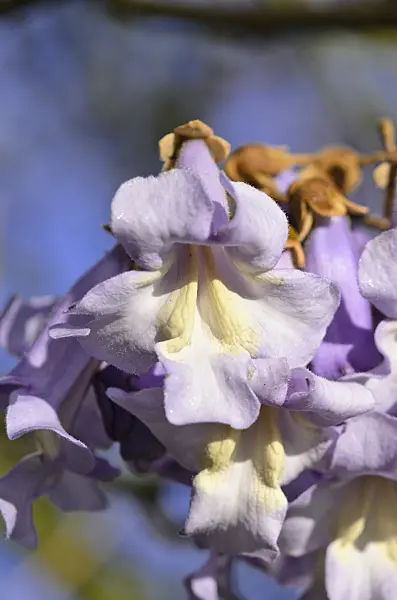 531112 - Foxglove tree (Paulownia tomentosa)