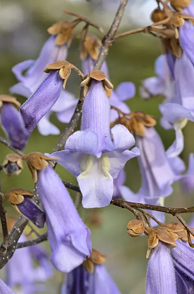 531113 - Foxglove tree (Paulownia tomentosa)