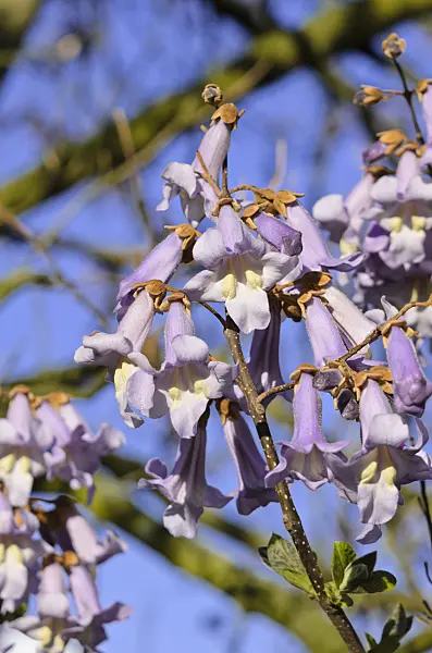 531118 - Foxglove tree (Paulownia tomentosa)