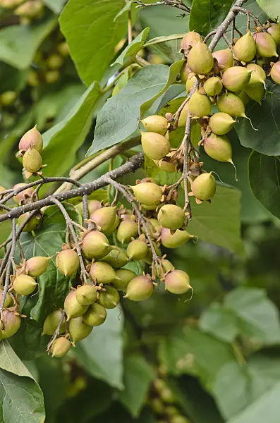 572009 - Foxglove tree (Paulownia tomentosa)