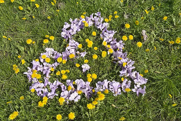 601042 - Foxglove tree (Paulownia tomentosa) and dandelion (Taraxacum)