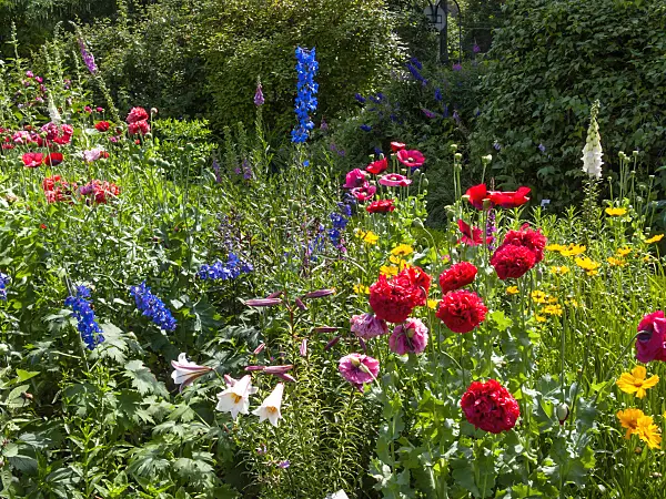 414172 - Foxgloves (Digitalis), poppies (Papaver) and larkspurs (Delphinium) in a colourful farmer's garden