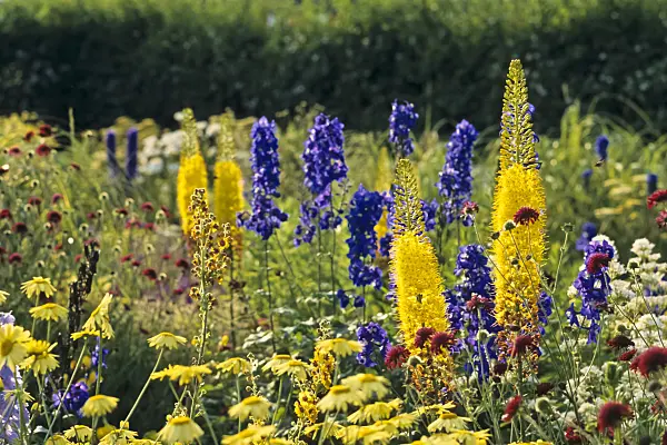379095 - Foxtail lily (Eremurus)