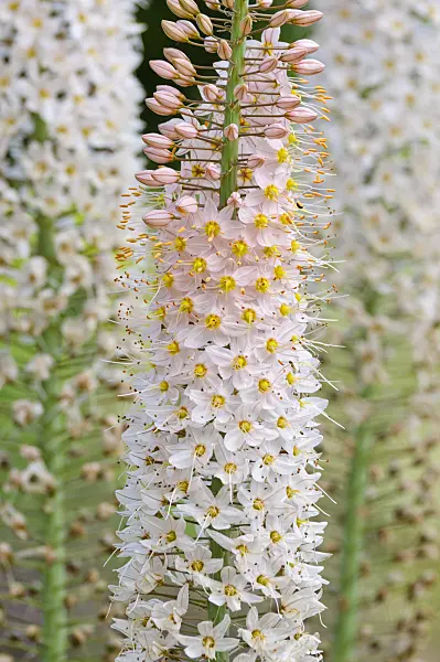 473013 - Foxtail lily (Eremurus)