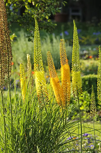 485209 - Foxtail lily (Eremurus)
