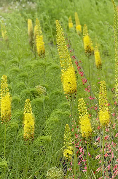 497067 - Foxtail lily (Eremurus)
