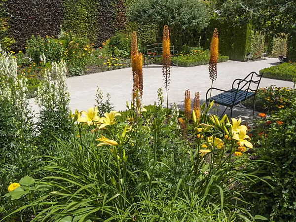 402146 - Foxtail lily (Eremurus) and day lily (Hemerocallis)
