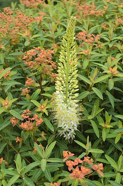 497028 - Foxtail lily (Eremurus) and fireglow spurge (Euphorbia griffithii 'Fireglow')