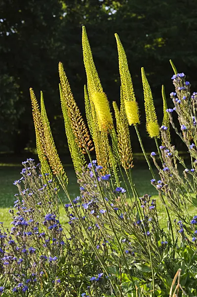 485210 - Foxtail lily (Eremurus) and large blue alkanet (Anchusa azurea)
