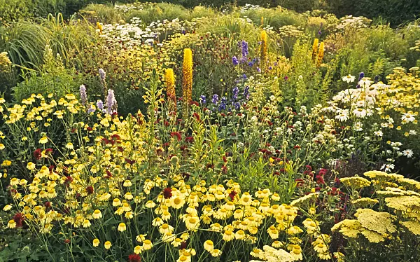 380031 - Foxtail lily (Eremurus), daisy (Leucanthemum) and yarrow (Achillea)