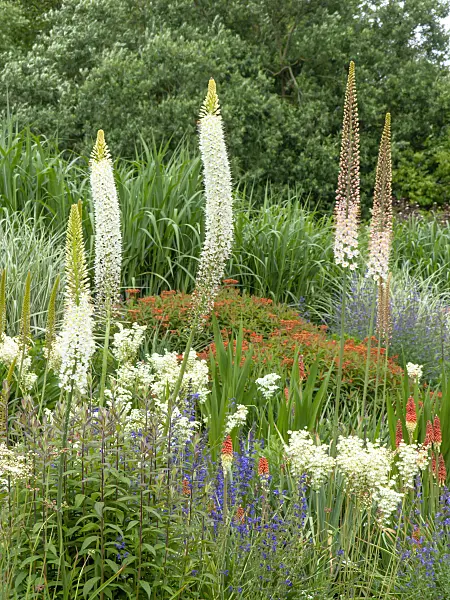 426069 - Foxtail lily (Eremurus himalaicus)