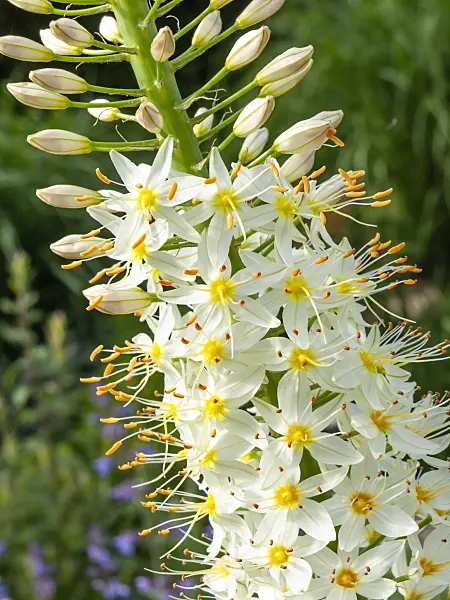 426072 - Foxtail lily (Eremurus himalaicus)