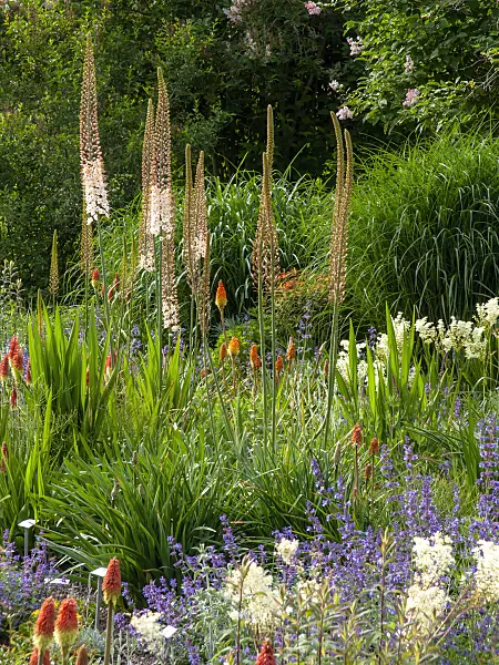426074 - Foxtail lily (Eremurus himalaicus)