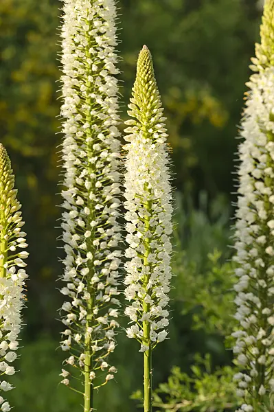 472253 - Foxtail lily (Eremurus himalaicus)