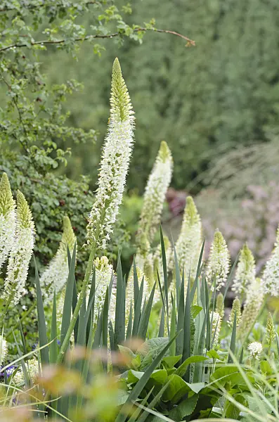 508217 - Foxtail lily (Eremurus himalaicus)