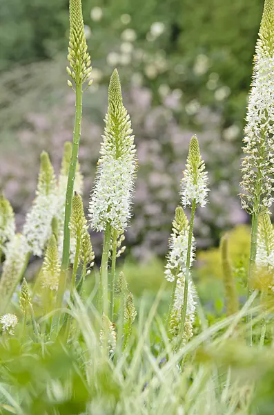 508218 - Foxtail lily (Eremurus himalaicus)
