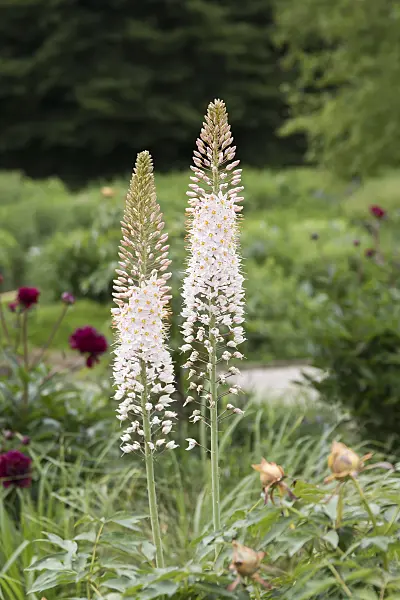 616387 - Foxtail lily (Eremurus robustus)