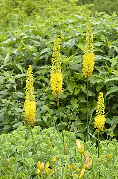 521461 - Foxtail lily (Eremurus stenophyllus)