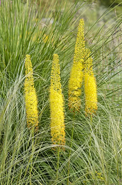 522028 - Foxtail lily (Eremurus stenophyllus)