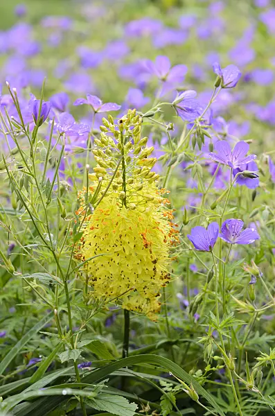 521449 - Foxtail lily (Eremurus stenophyllus) and cranesbill (Geranium)