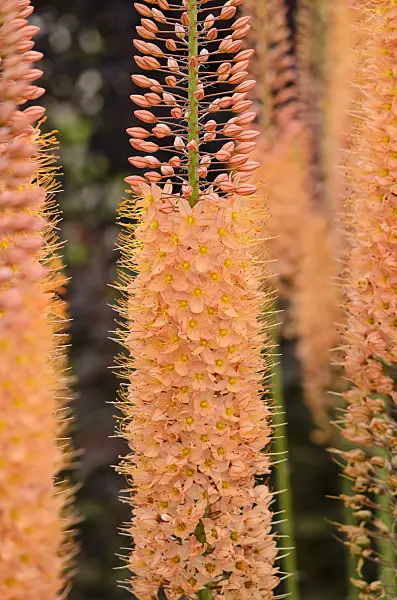 545157 - Foxtail lily (Eremurus x isabellinus 'Cleopatra')