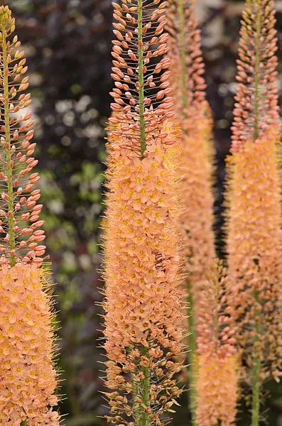 545158 - Foxtail lily (Eremurus x isabellinus 'Cleopatra')