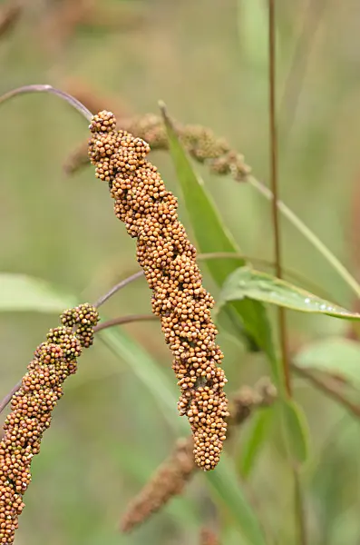 534340 - Foxtail millet (Setaria italica 'Herbstfeuer')
