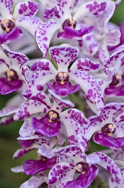493046 - Foxtail orchid (Rhynchostylis gigantea 'Spots')