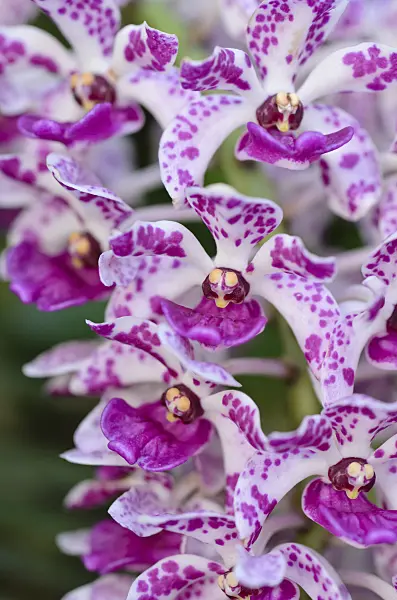 493047 - Foxtail orchid (Rhynchostylis gigantea 'Spots')