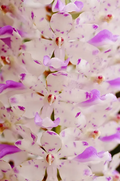 474218 - Foxtail orchid (Rhynchostylis retusa)