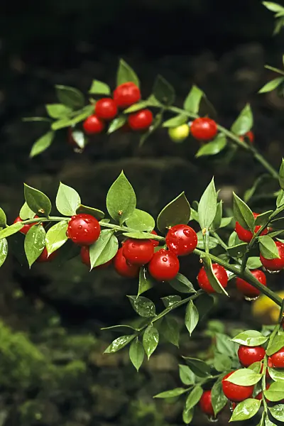 384002 - Fragon faux houx (Ruscus aculeatus)