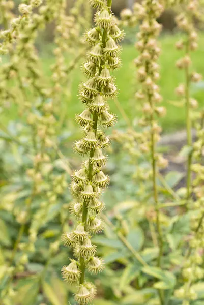 561080 - Fragrant agrimony (Agrimonia procera)