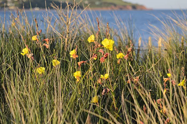 533442 - Fragrant evening primrose (Oenothera stricta)