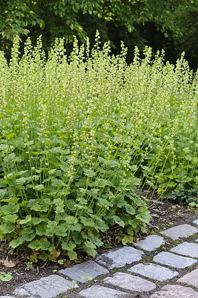 472234 - Fragrant fringecup (Tellima grandiflora)