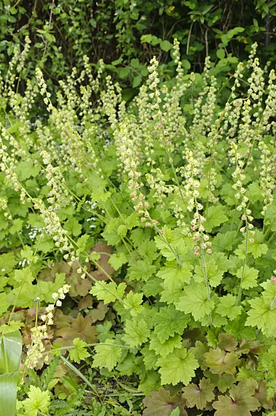 484235 - Fragrant fringecup (Tellima grandiflora)