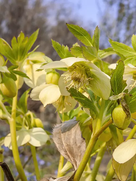 411280 - Fragrant hellebore (Helleborus odorus)