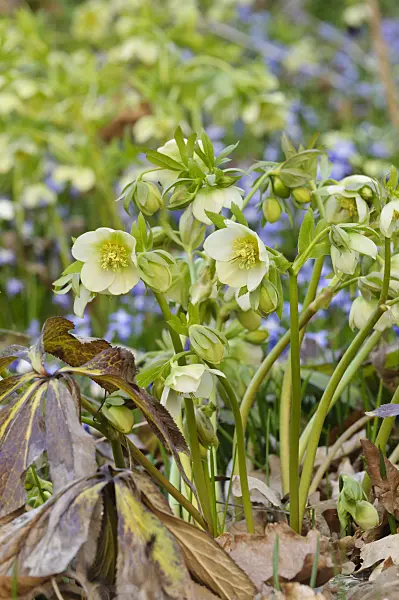 471029 - Fragrant hellebore (Helleborus odorus)