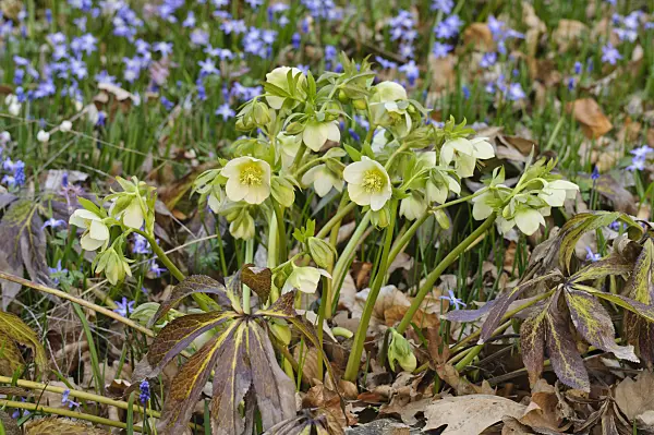 471030 - Fragrant hellebore (Helleborus odorus)